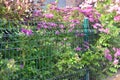 Green wire netting in a beautiful various hedge blooming and fencing a garden