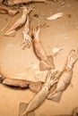 Close group of fresh squids on tray fish market of Bangkok, Thai