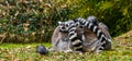 Close group of ring tailed lemur monkeys hugging each other, funny and adorable animal behavior