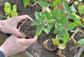 gardener holding a tomato seedling to planting in garden Royalty Free Stock Photo