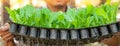 Close, hands of male gardener holding young Chinese Cabbage in nursery tray. Organic plantation