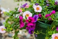Close of of a hanging basket of multi colored Calibrachoa Royalty Free Stock Photo