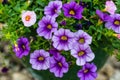 Close of of a hanging basket of multi colored Calibrachoa