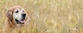 dog, golden retriver in a field of wheat Royalty Free Stock Photo