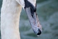 A juvenile mute swan in close up