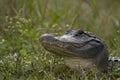 Close Head Shot of Florida Alligator in the Wild