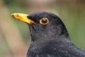 Close head shot of male Blackbird.