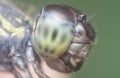 Close headshot of the dragonfly