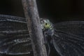 Close headshot of the dragonfly