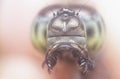 Close headshot of the dragonfly