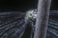 Close headshot of the dragonfly