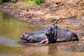 Close hippo or Hippopotamus amphibius by water Royalty Free Stock Photo