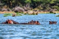 Close hippo or Hippopotamus amphibius in water