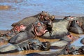 Close hippo or Hippopotamus amphibius in water