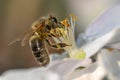 Close Honey bee collecting pollen from apple tree blossom