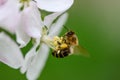 Close Honey bee collecting pollen from apple tree blossom Royalty Free Stock Photo