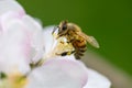 Close Honey bee collecting pollen from apple tree blossom