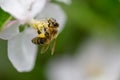 Close Honey bee collecting pollen from apple tree blossom