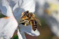 Close Honey bee collecting pollen from apple tree blossom