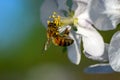 Close Honey bee collecting pollen from apple tree blossom