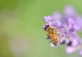 honey bee on lavender flower on green background Royalty Free Stock Photo