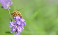 Honey bee on a lavender flower on green background Royalty Free Stock Photo