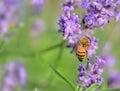 honey bee on lavender flower on green background Royalty Free Stock Photo