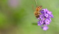 Honey bee on lavender flower on green background Royalty Free Stock Photo