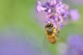 a honey bee on a lavender in a garden Royalty Free Stock Photo