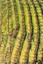 Close image of barrel or saguaro cactus in the afternoon sun with visible spikes and green and yellow vegetation texture