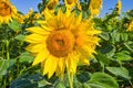 Close image of blooming sunflower