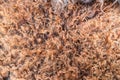 Close up of natural brown fur texture background Royalty Free Stock Photo