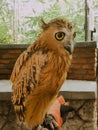 malay fish owl Royalty Free Stock Photo