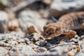 Close up cute small Even-fingered gecko genus Alsophylax on ground Royalty Free Stock Photo