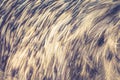 Close of image of emu feather detail Royalty Free Stock Photo