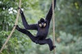 Close image of a Gibbon Nomascus gabriellae