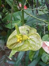 Close image of green color matured Anthurium flower