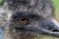 Close image of the head of a Rhea with eye as central point. Royalty Free Stock Photo