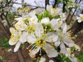 Close image of plum flower Royalty Free Stock Photo