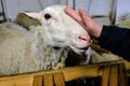 Close image of the sheep with the human hand petting his head