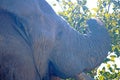 CLOSE IMAGE OF AFRICAN ELEPHANT BROWSING