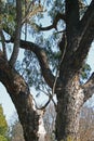 CLOSE IMAGE OF TALL TREE Royalty Free Stock Photo