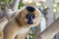 Close image of Yellow Cheeked Gibbon monkey Nomascus Gabriallae in the forest