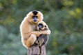 Close image of Yellow Cheeked Gibbon monkey