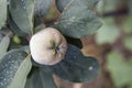 Close of immature quince