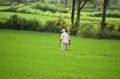 Indian farmer walking in Paddy Field.