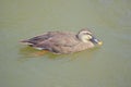 Indian Spot-billed Duck