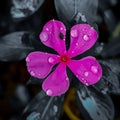 Close of insect on Madagascar Periwinkle flower in garden. Royalty Free Stock Photo