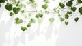 close ivy on white Royalty Free Stock Photo
