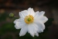 Close japanese anemone